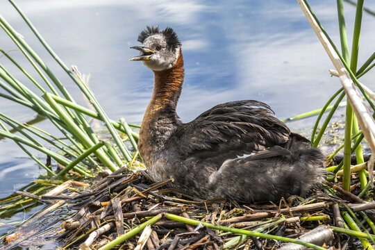 Red-necked grebe (Podiceps grisegena) with chick in a nest at the water's edge of Cheney Lake, South-central Alaska; Alaska, United States of America