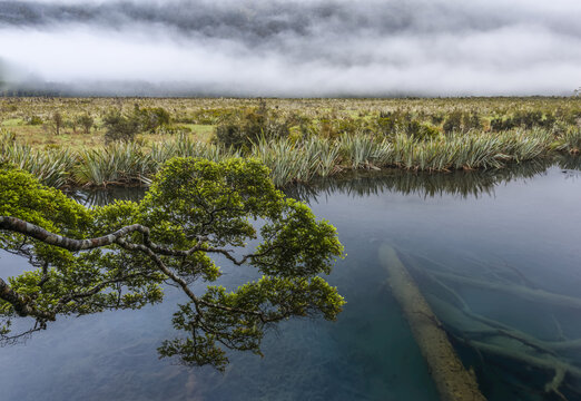 A distant mist, a green branch and a dead tree under the water of the Mirror Lake, Milford Sound; South Island, New Zealand