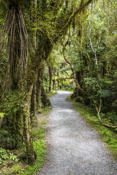 Lush foliage along a trail at the Roaring Billy Falls Walk, Mount Aspiring National Park; South Island, New Zealand