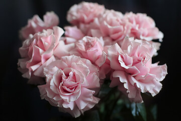Fototapeta premium Pink roses on a dark background, French variety