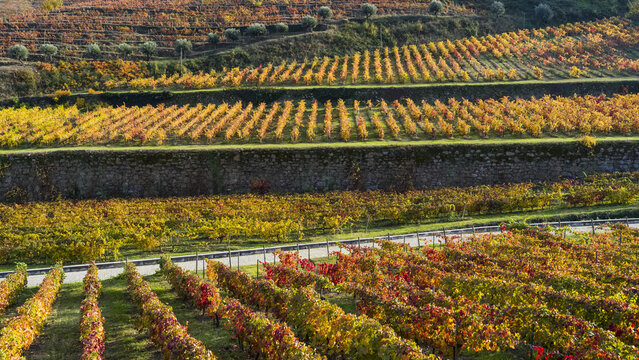 Colourful foliage on vines in a vineyard, Douro Valley; Portugal