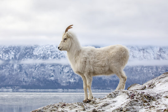 Dall sheep ewe (Ovis dalli) on a rocky hillside overlooking Turnagain Arm and near the Seward Highway at MP 107 in winter with hardly any snow, South-central Alaska; Alaska, United States of America