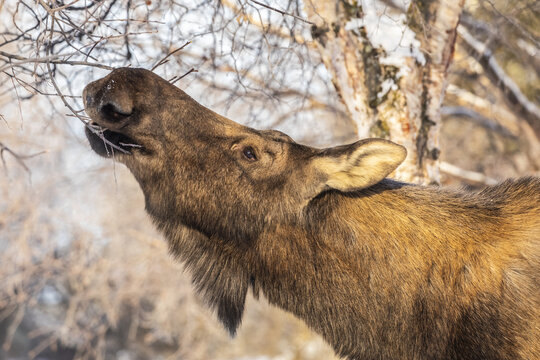 A cow moose (Alces alces) feeds on twigs and bark in winter, South-central Alaska; Anchorage, Alaska, United States of America