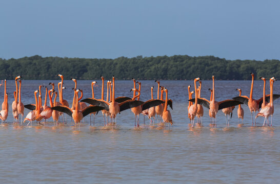 American Flamingos (Phoenicopterus ruber) standing in water, Celestun Biosphere Reserve; Celestun, Yucatan, Mexico