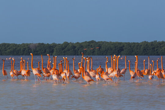 American Flamingos (Phoenicopterus ruber) wading in water, Celestun Biosphere Reserve; Celestun, Yucatan, Mexico
