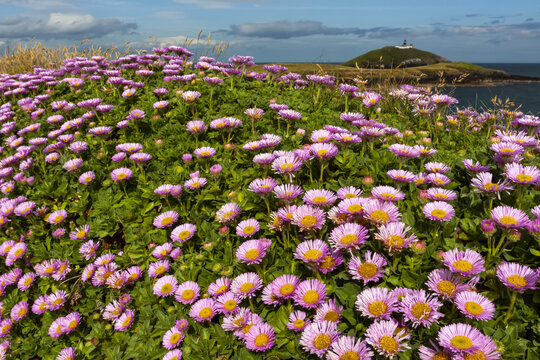 Blossoming pink wildflowers along the coast of Ireland; Ireland