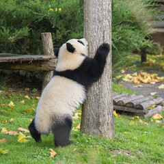 A baby giant panda climbing in a tree, funny animal 
