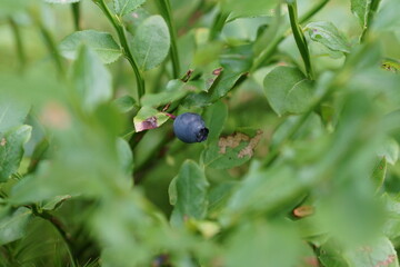 blueberries on a bush