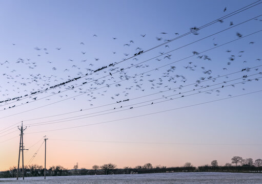 Crows and Rooks gathering on power wires before settling in their nests for the night; United Kingdom