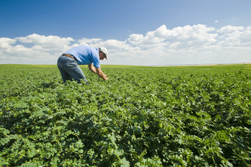 A farmer examining a mid-growth chickpea field, near Kincaid; Saskatchewan, Canada