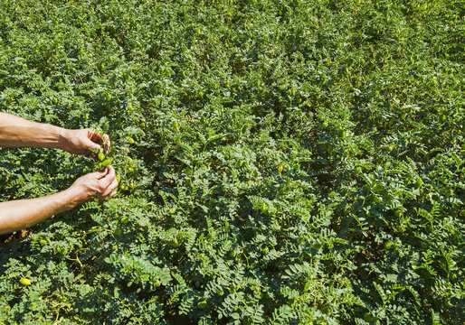 Farmer examining a mid-growth chickpea field, near Kincaid; Saskatchewan, Canada