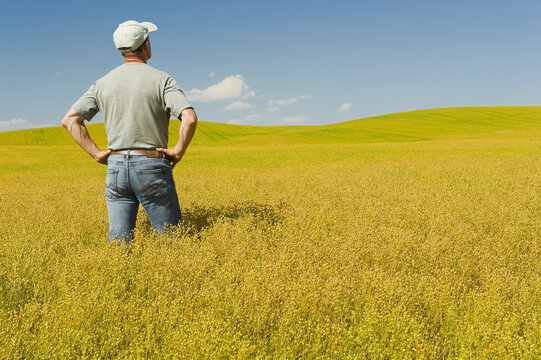 Farmer in maturing flax field, near Kincaid; Saskatchewan, Canada
