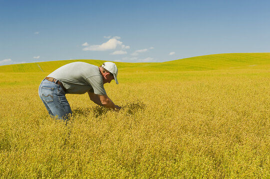Farmer in maturing flax field, near Kincaid; Saskatchewan, Canada