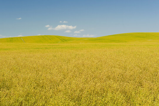 Maturing flax field, near Ponteix; Saskatchewan, Canada