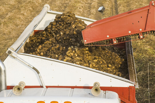 A potato digger harvests and loads a truck with potatoes, near Holland; Manitoba, Canada