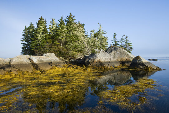 Rockweed along the Atlantic coast, Bay of Fundy; Blanche, Nova Scotia, Canada