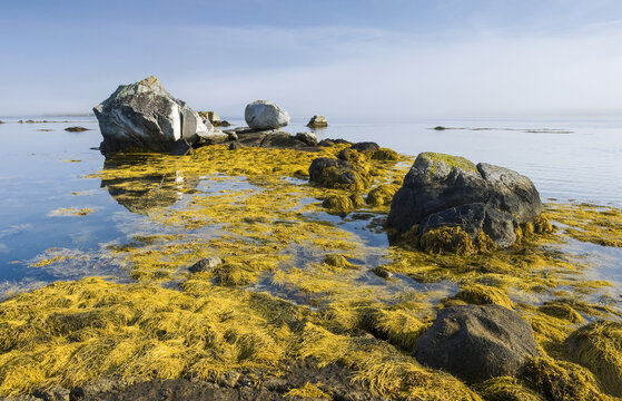 Rockweed along the Atlantic coast, Bay of Fundy; Blanche, Nova Scotia, Canada