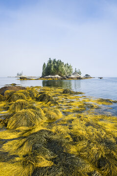 Rockweed along the Atlantic coast, Bay of Fundy; Blanche, Nova Scotia, Canada