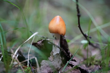 mushroom in the forest