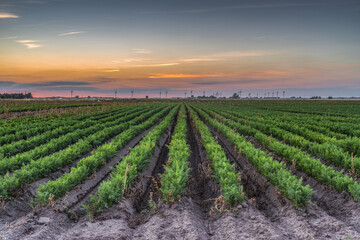Sunset over cultivated fields in the Cambridgeshire Fens; Christchurch, Cambridgeshire, England
