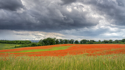 Aydon Castle poppy field in full bloom; Corbridge, Northumberland, England