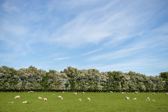 Sheep grazing in a lush pasture; Gore, South Island, New Zealand