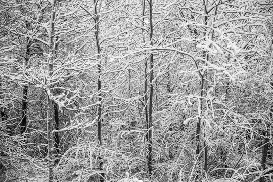April spring snow coats a stand of Aspen trees along Parkers Brook; Bedford, Nova Scotia, Canada