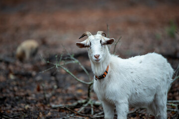 Obraz premium goat on the farm