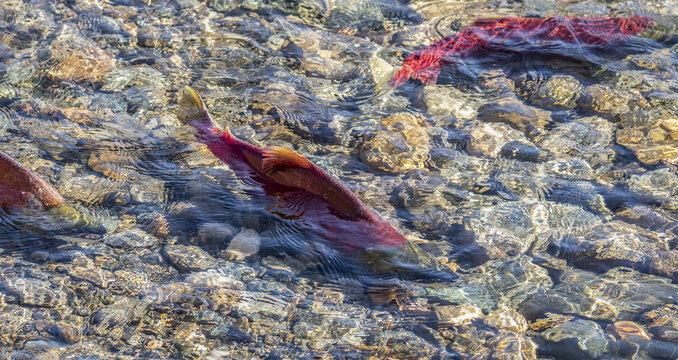Sockeye salmon (Oncorhynchus nerka) run in the Adams River, Ts&uacute;tswecw Provincial Park (formerly Roderick Haig-Brown Park); British Columbia, Canada