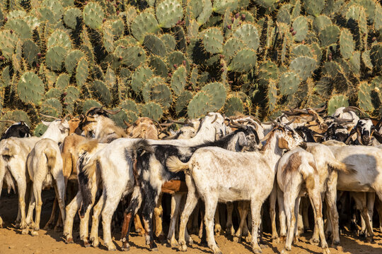 Goats at the Monday livestock market; Keren, Anseba Region, Eritrea