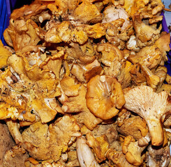 Fresh chanterelle or girolle mushroom, Cantharellus cibarius, 