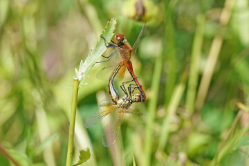 dragonfly on a green leaf
