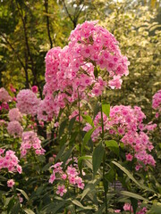 Closeup pink and white lilac phlox flowers in sunny garden as floriculture collection