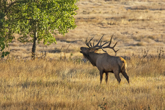Bull elk (Cervus canadensis); Denver, Colorado, United States of America