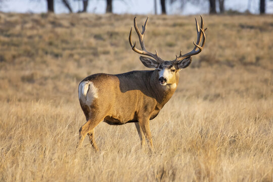 Mule deer buck (Odocoileus hemionus) standing in a grass field; Denver, Colorado, United States of America