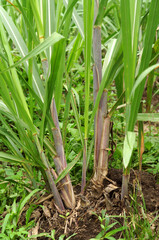 Obraz premium sugar cane stalks and small seeds