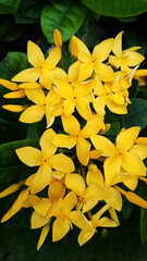 yellow flowers on green background