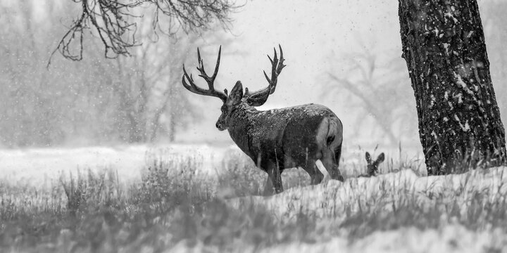 Black and white image of a Mule deer (Odocoileus hemionus) buck and doe during a snowfall; Denver, Colorado, United States of America