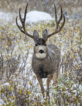 Mule deer (Odocoileus hemionus) buck standing and looking at the camera during a snowfall; Denver, Colorado, United States of America