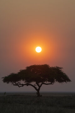 Sun setting behind lone acacia tree on the edge of the Katavi Plain in Katavi National Park; Tanzania