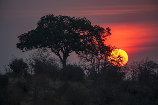 Sun sets behind a tree in Ruaha National Park; Tanzania