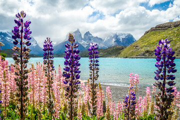 amazing landscape of torres del paine national park, chile