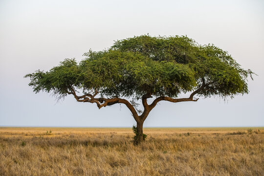 A lone acacia tree on the edge of the Katavi Plain in Katavi National Park; Tanzania