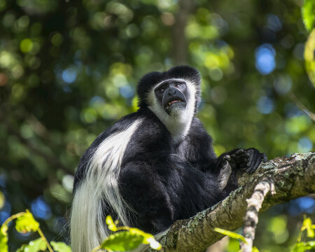Black-and-white Colobus Monkey (Colobus guereza) sitting in a tree, Ngare Sero Mountain Lodge; Tanzania