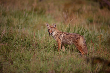 Coyote