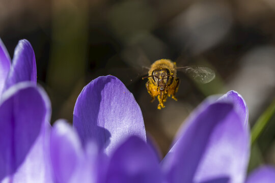 A honey bee visits crocus blossoms; Astoria, Oregon, United States of America