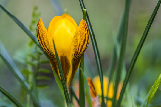 Yellow crocuses portend spring in Oregon; Astoria, Oregon, United States of America
