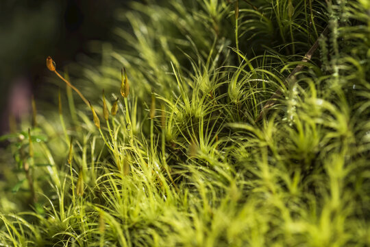 Close-up detail of moss growing in a forest; Brownsmead, Oregon, United States of America