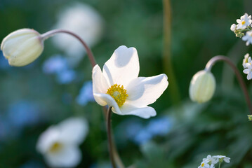 Close up of white flowers in the garden. Finland