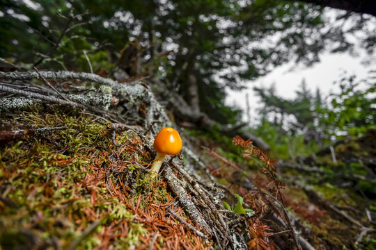 Orange mushroom on forest floor, Digby Neck; Nova Scotia, Canada